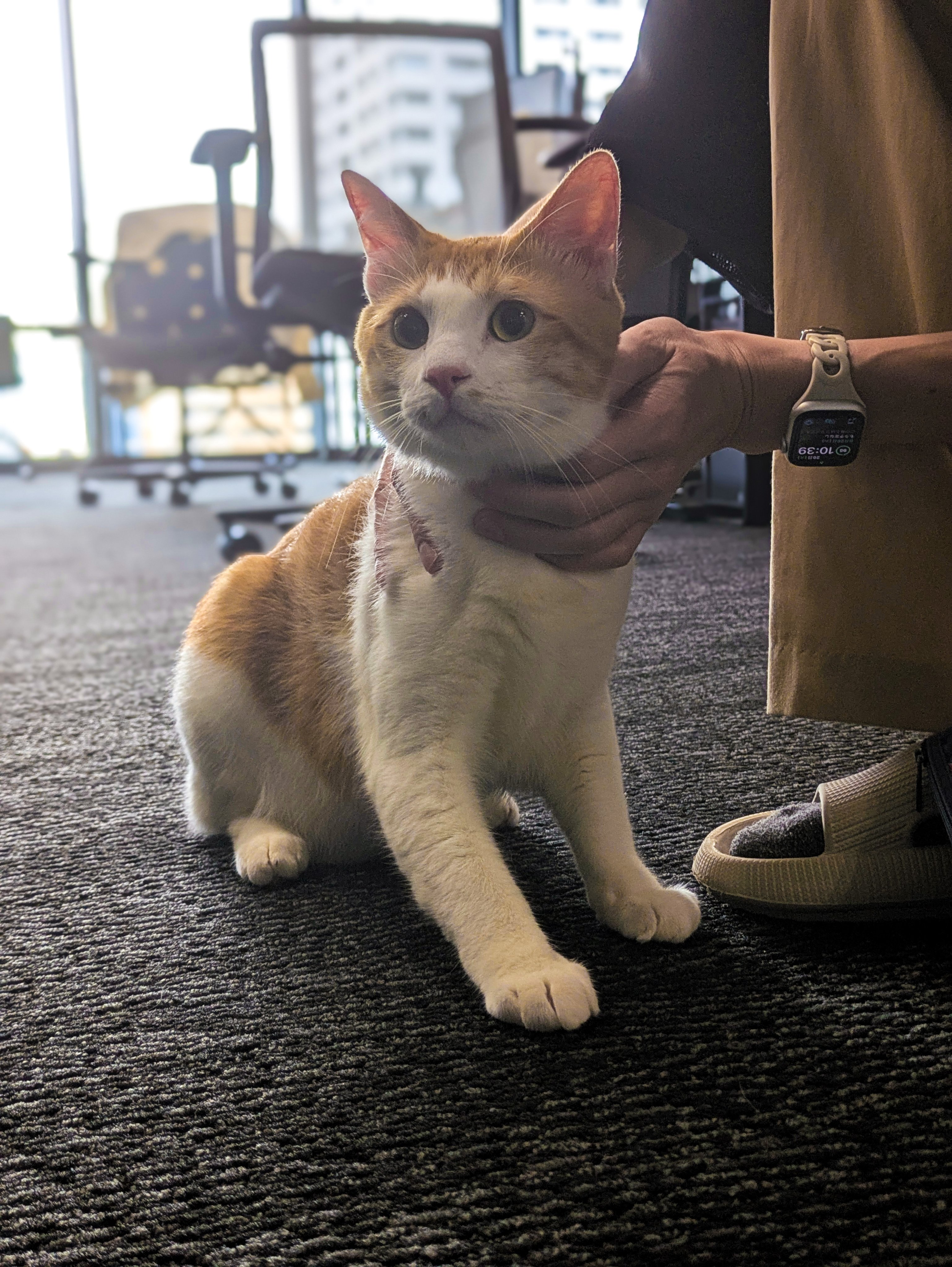 纳米香蕉Pro - 从图像到故事核心的动画场景