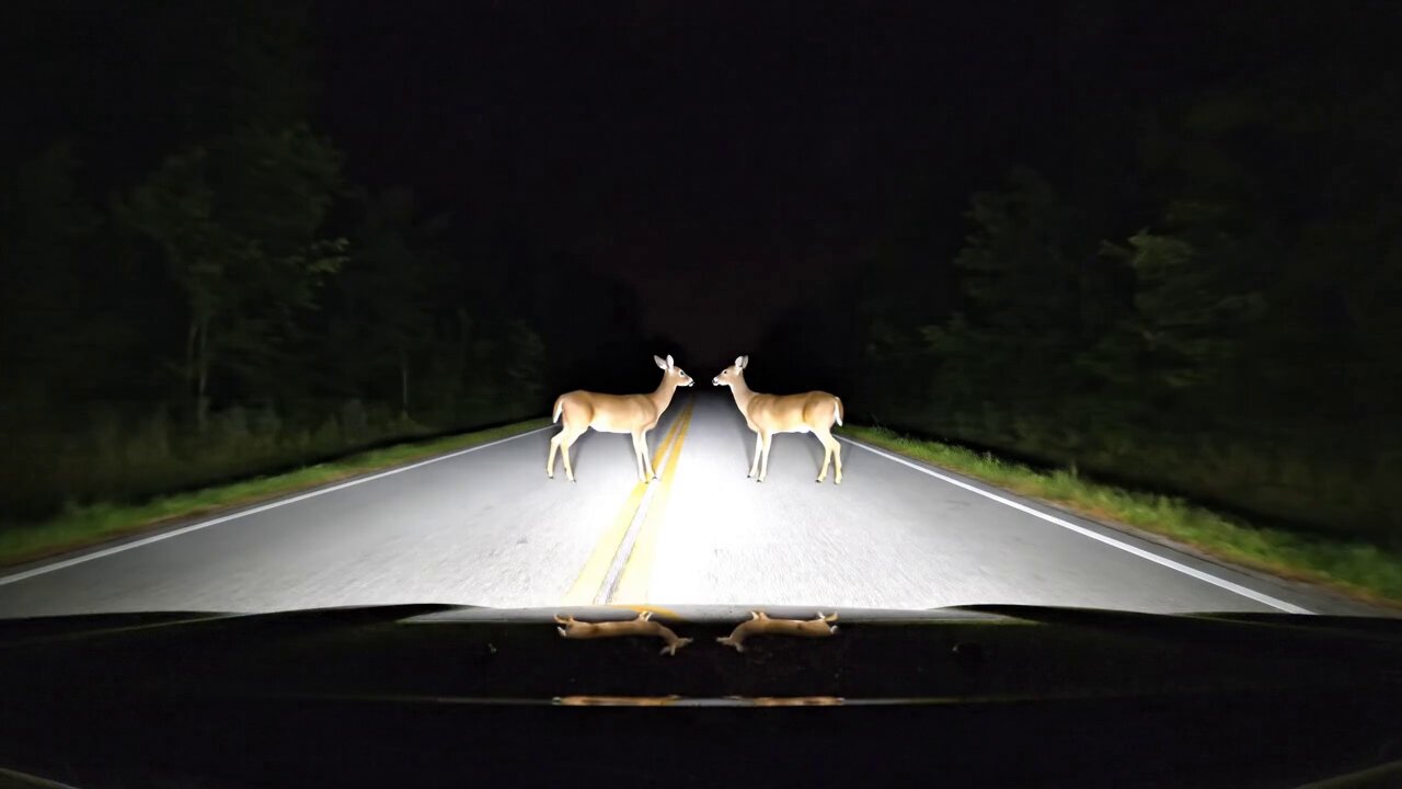 夜行摄录：鹿儿搞笑舞蹈挑战 🦌😅