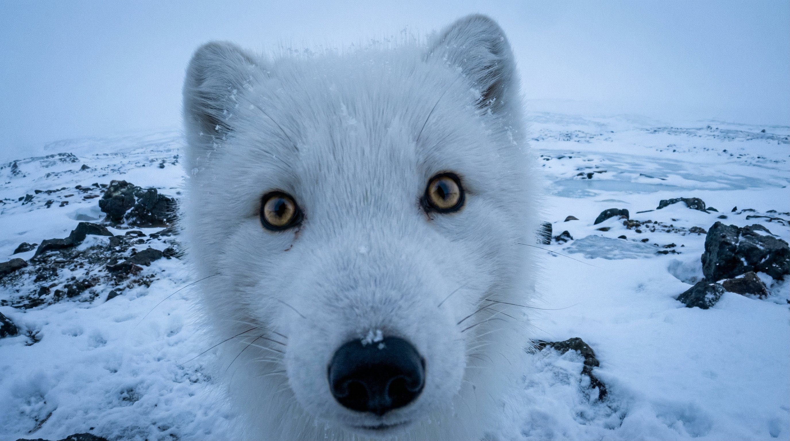 高清野生动物视角摄影