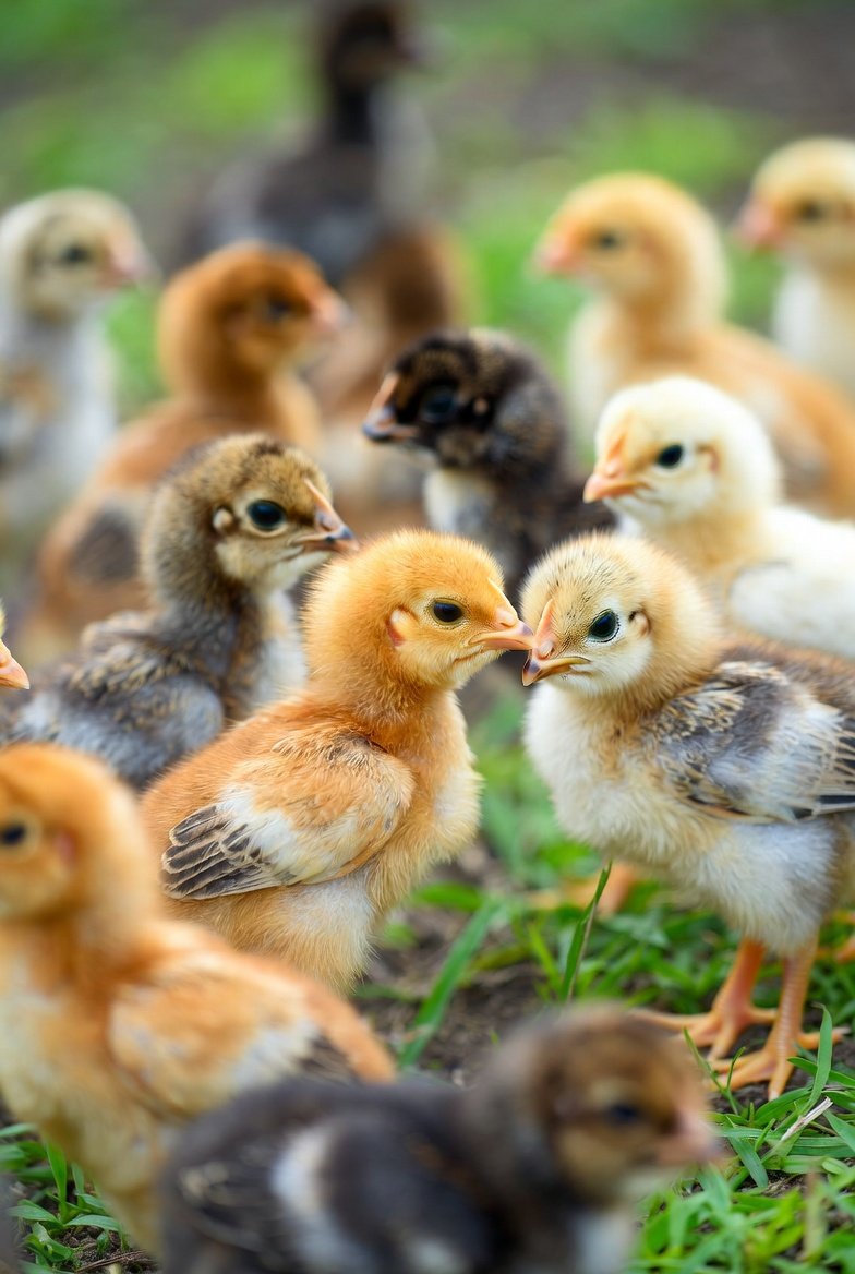 精致新生儿小鸡壁纸